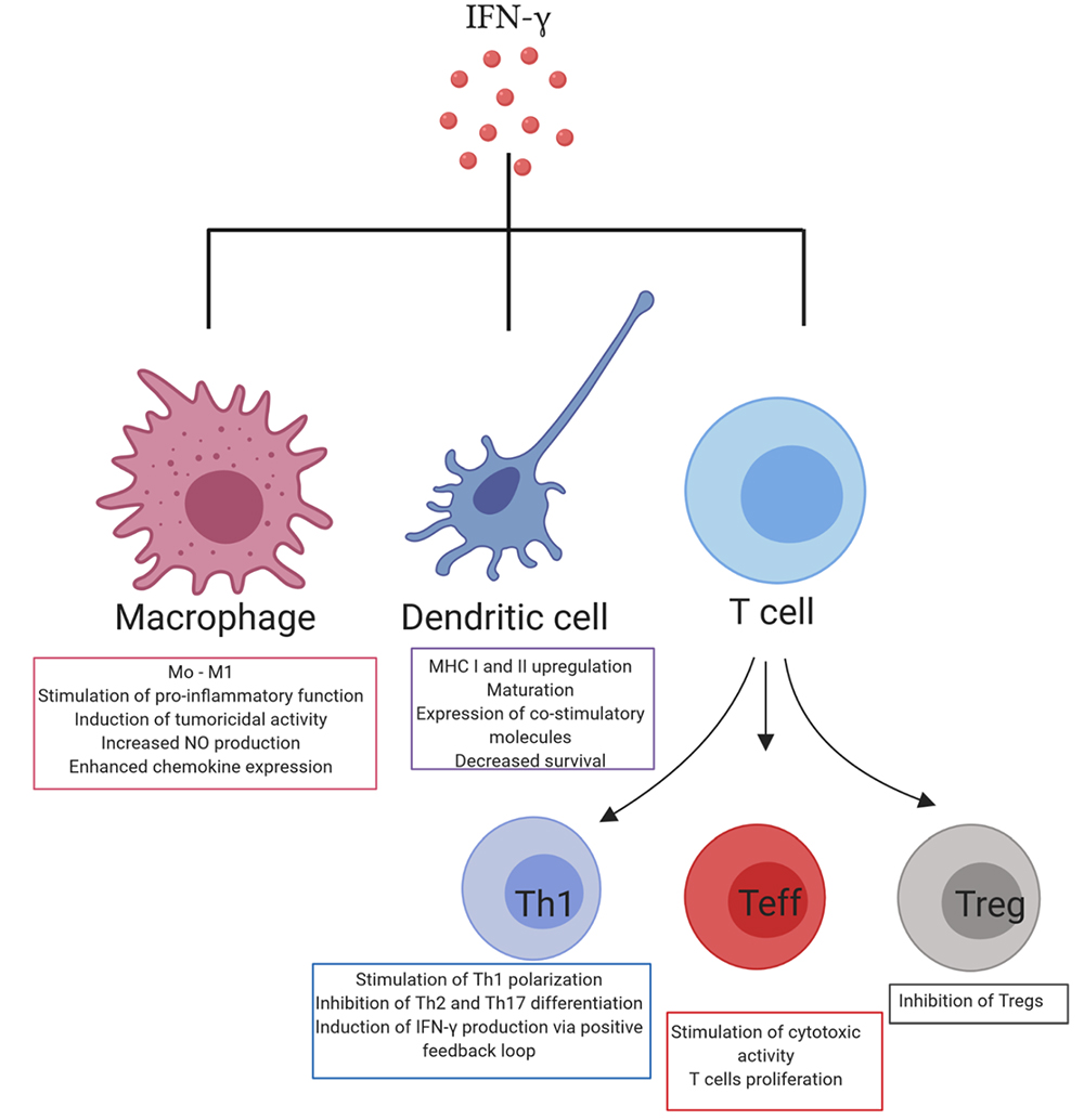 IFN-γ与免疫细胞的相互作用