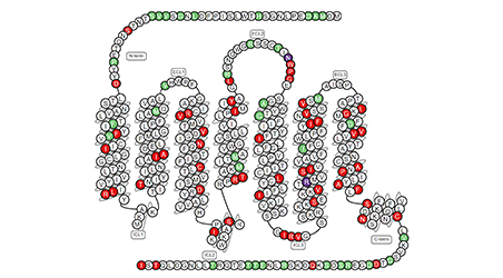 【靶点聚焦】ACRO“膜杰作”：全长七次跨膜蛋白SSTR2