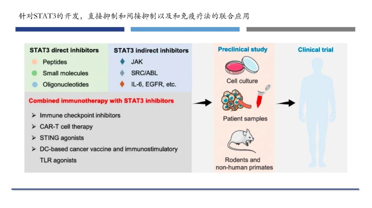 靶向STAT3抑制剂及联合免疫疗法