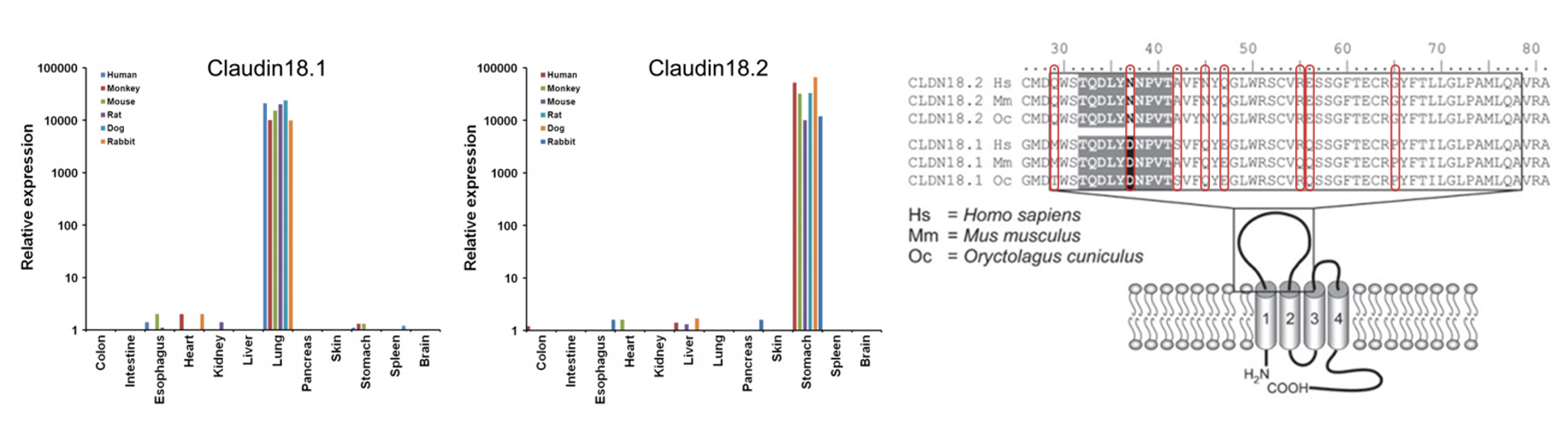   Claudin 18.1和Claudin 18.2的组织表达特异性和序列同源性 