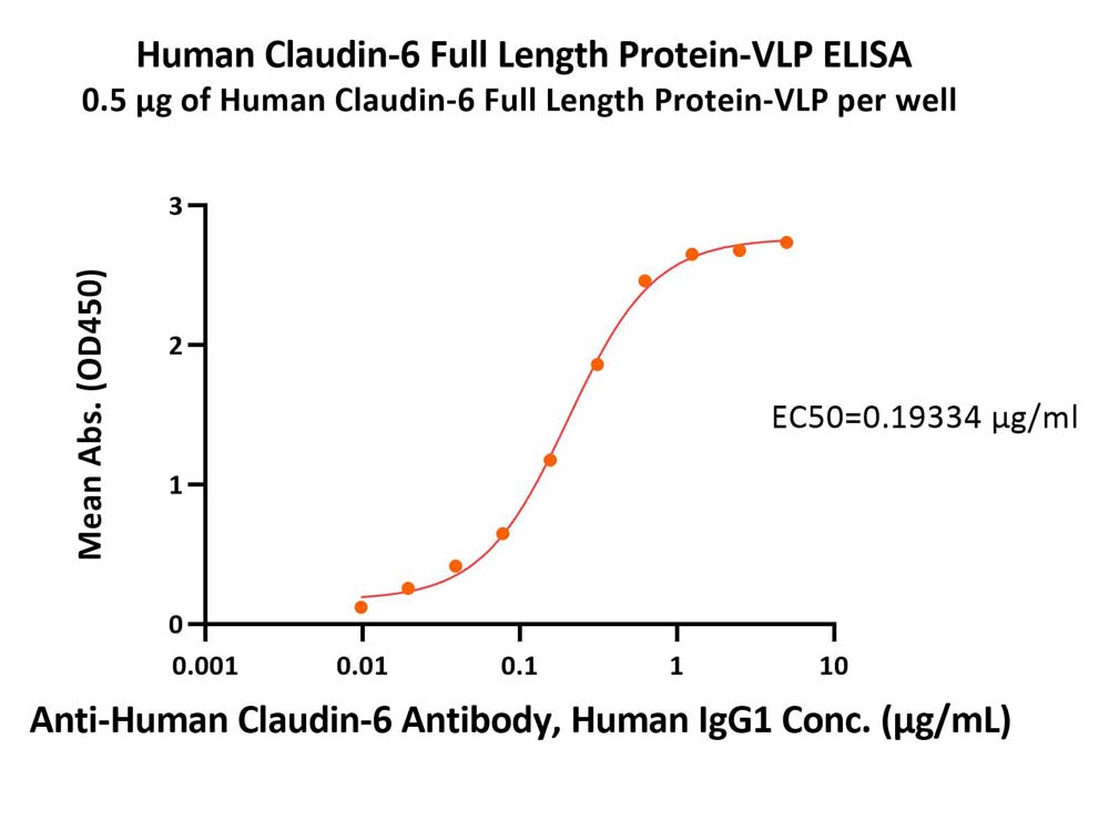 Claudin 6蛋白
