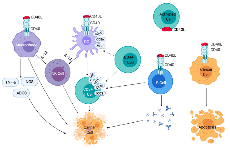图1：CD40/CD40L信号传导对免疫细胞和癌细胞的影响 