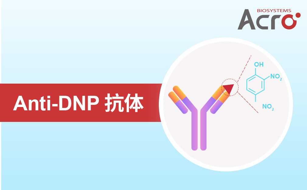 Anti-DNP抗体