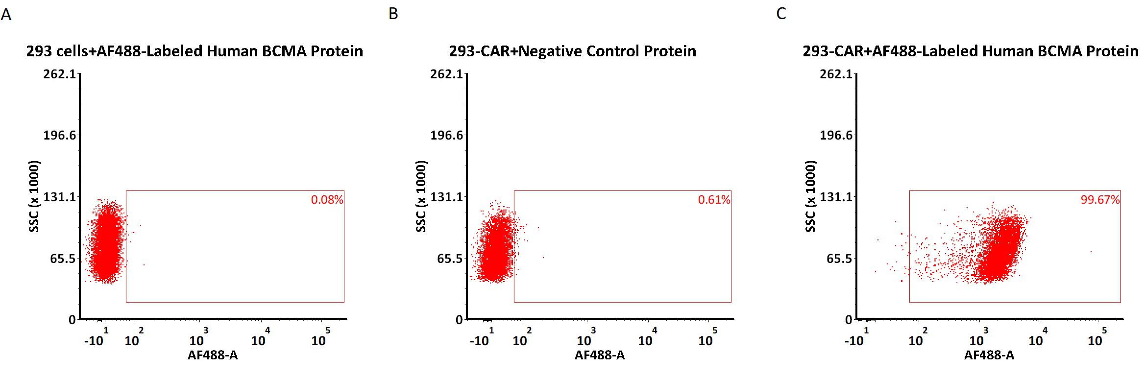 BCMA蛋白可高活性检测BCMA CAR表达