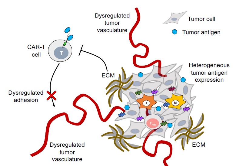 限制CAR-T发挥抗肿瘤作用的外部环境