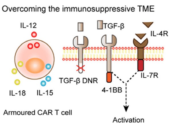 表达免疫激活因子降低TME中的免疫抑制