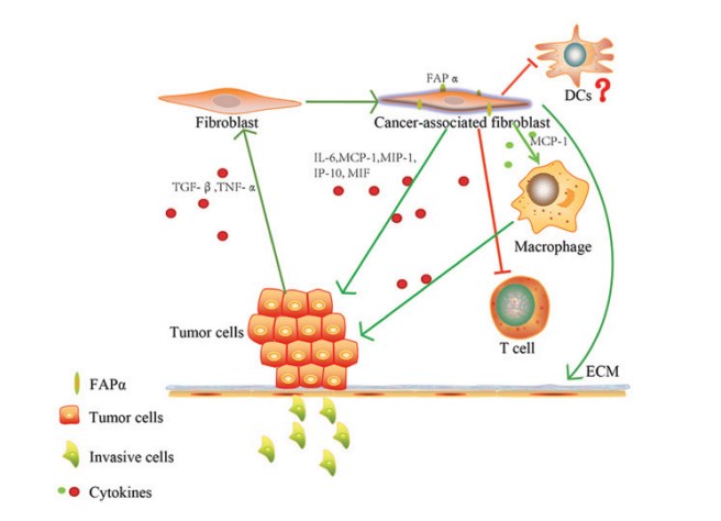 TEM中肿瘤细胞与FAP的相互作用