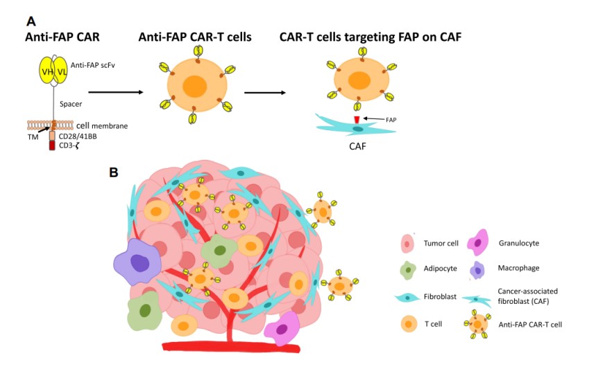 实体瘤TME中的抗FAP CAR-T细胞