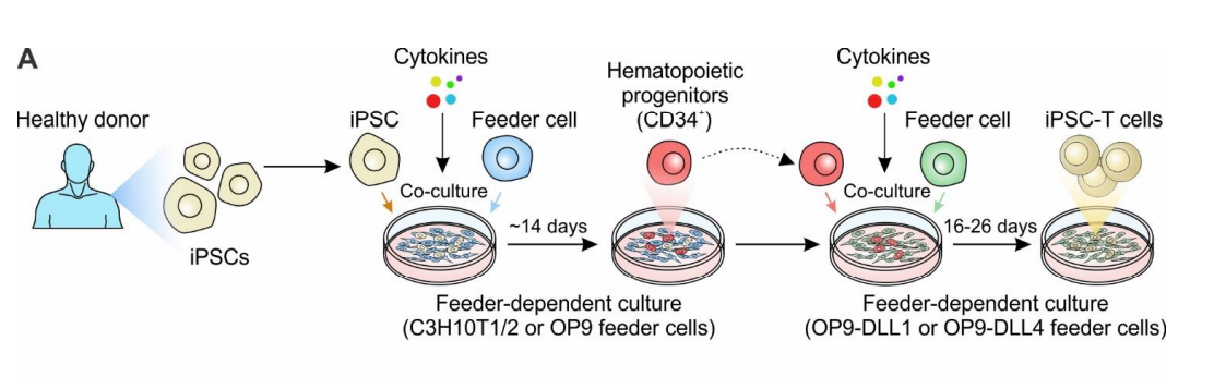 iPSCs诱导分化为T细胞的经典方法