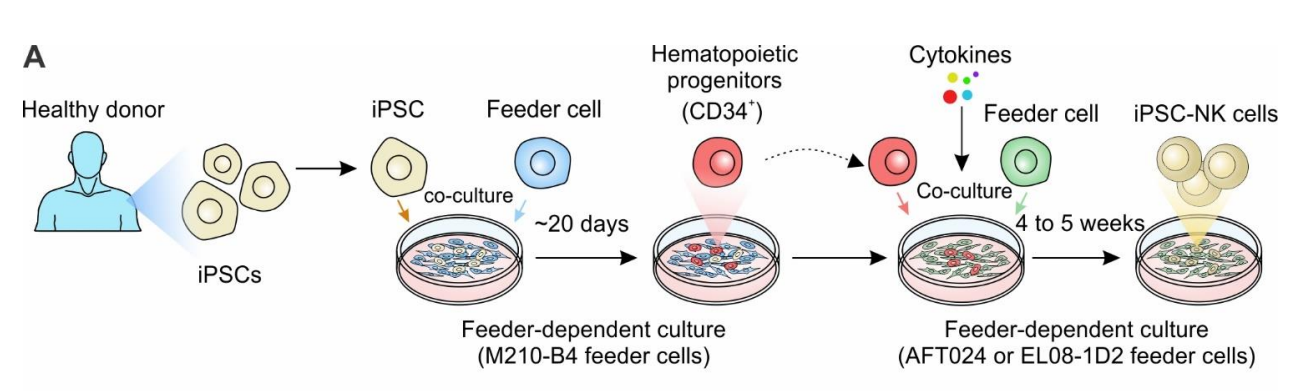 iPSCs诱导分化为NK细胞的基本流程