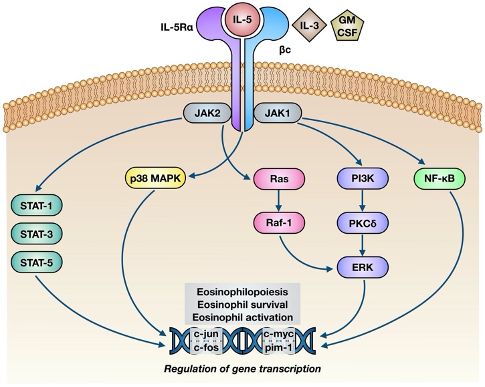 IL-5 对嗜酸性粒细胞作用的分子作用机制