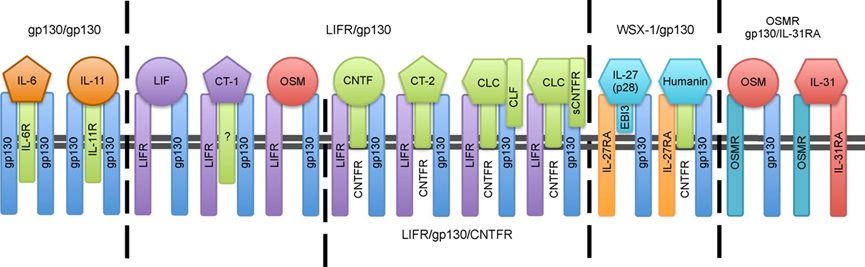 IL-6家族细胞因子及其受体复合物 