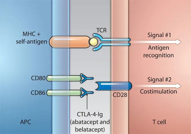 MHC/抗原肽-TCR提供第一信号，共刺激分子提供第二信号