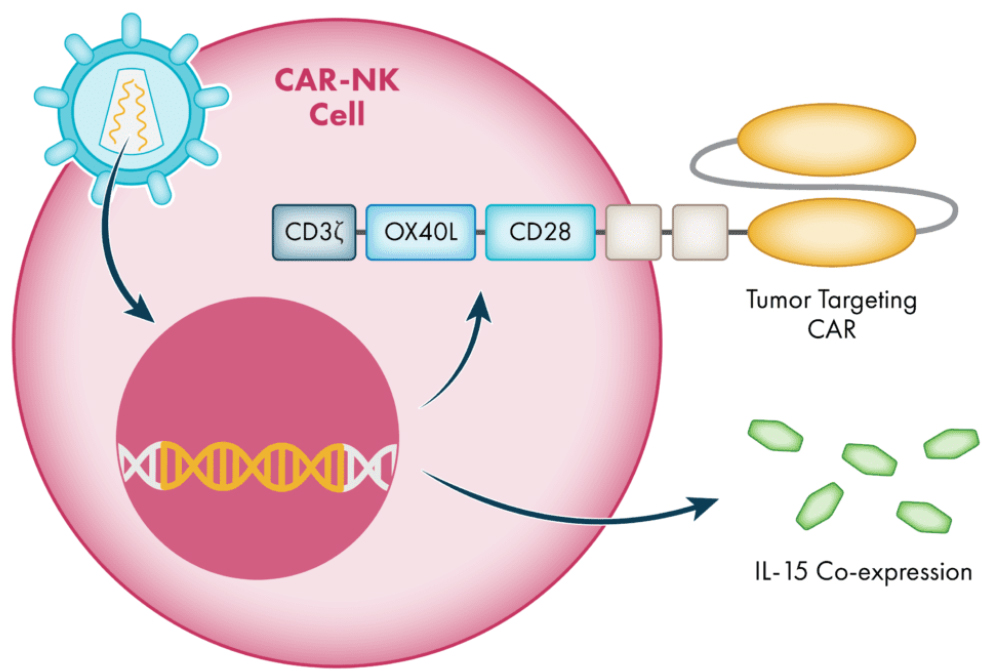 CAR-NK细胞示意图