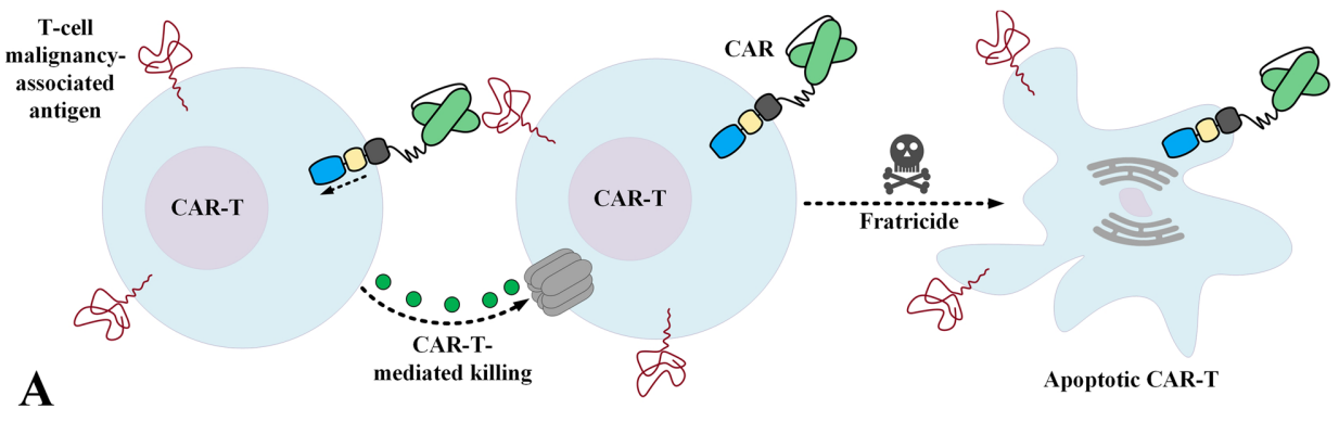 CAR-T细胞相互杀伤机制