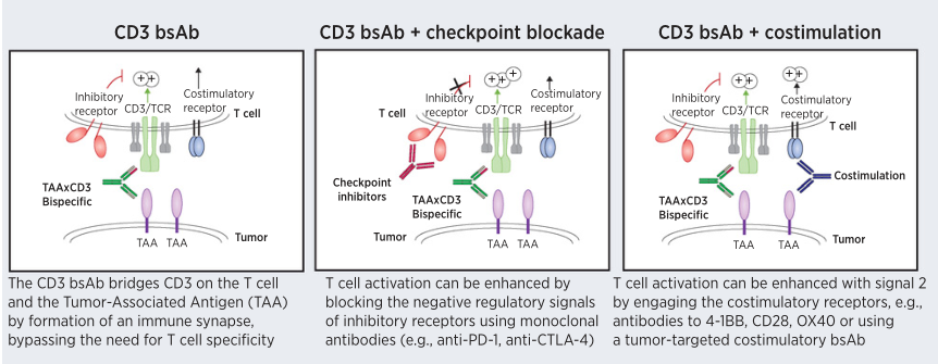 共抑制和共刺激途径以增强CD3-BsAbs的活性