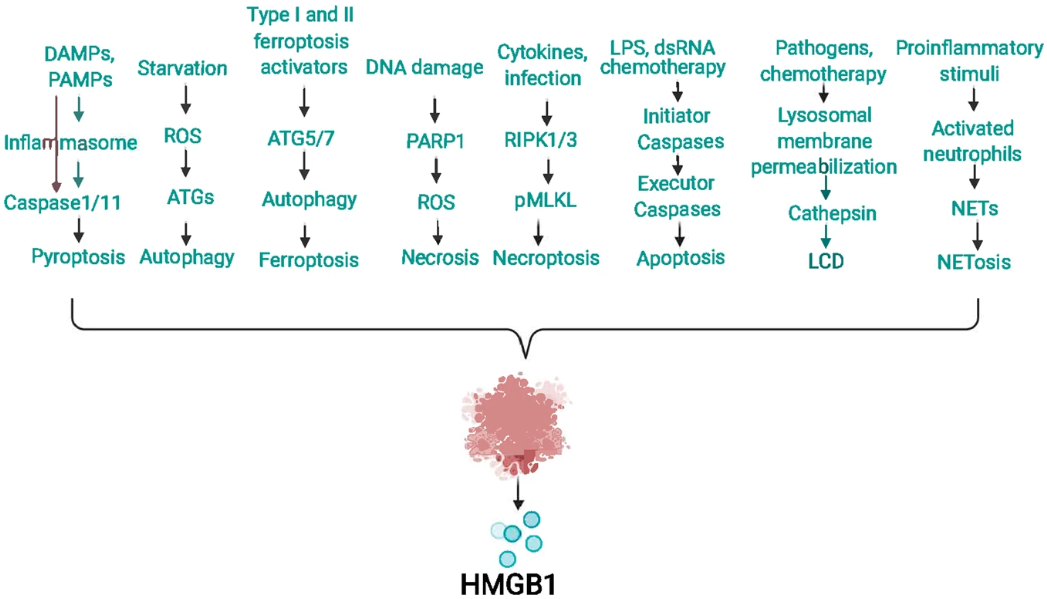 细胞死亡期间HMGB1的被动释放