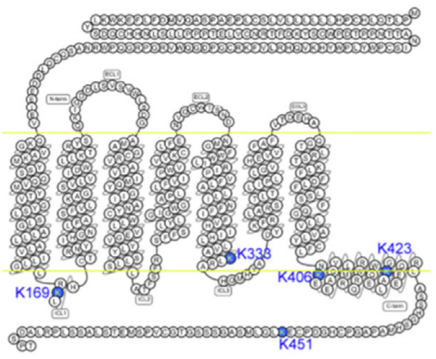 GCGR全长蛋白的二级结构示意图