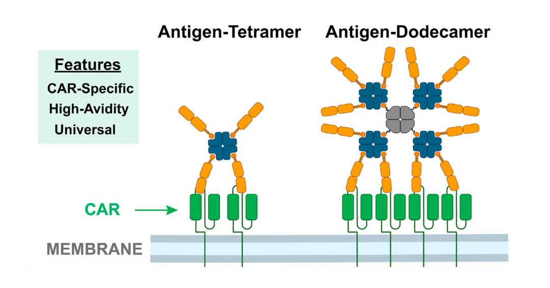 基于SA-biotin系统的抗原Tetramer和抗原靶点偶联磁珠示意图