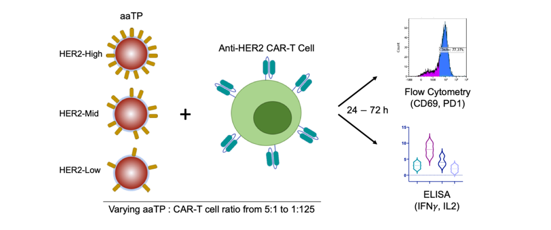 使用包被了不同HER2抗原密度的磁珠与HER2 CAR-T细胞孵育后的相关体外分析测定