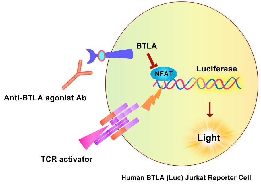 BTLA报告基因细胞株原理图