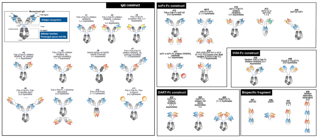 多种双特异性抗体形式示意图
