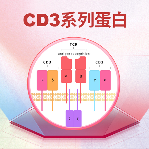 CD3系列蛋白