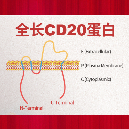 全长CD20蛋白