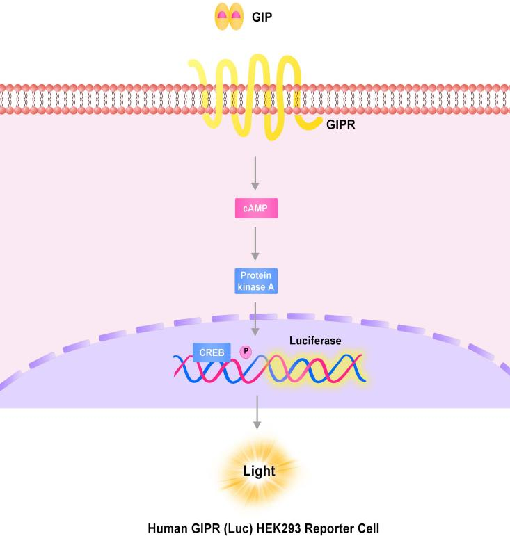 GIPR报告基因细胞株原理图