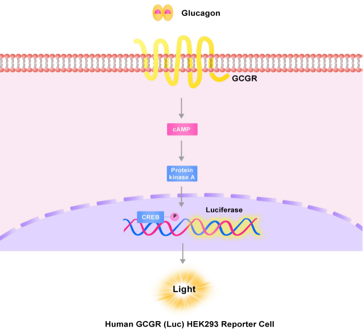 GCGR报告基因细胞株原理图
