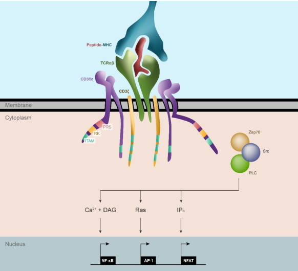 TCR结构及T细胞活化途径