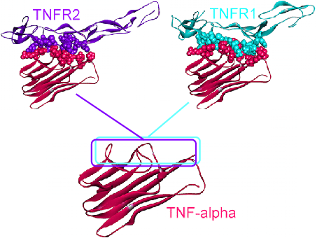 TNF-α的分子结构