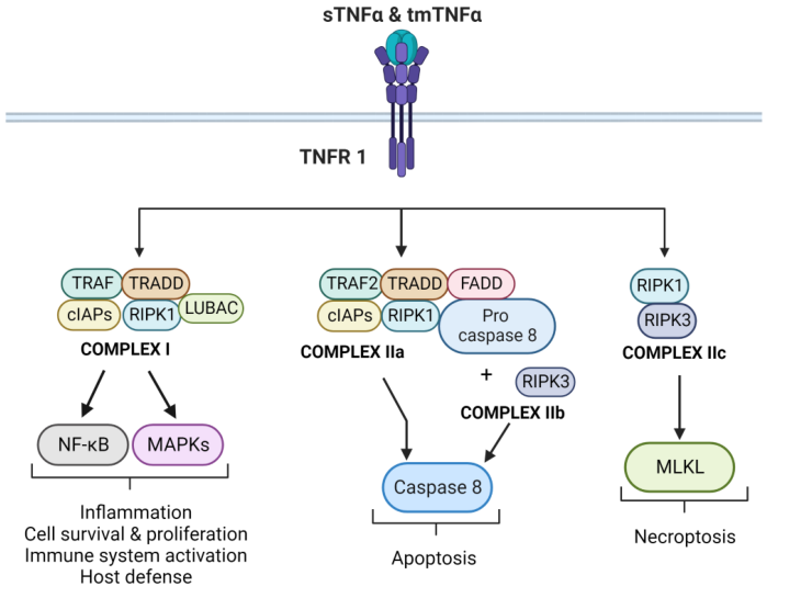 TNF-α及TNFR1传导信号