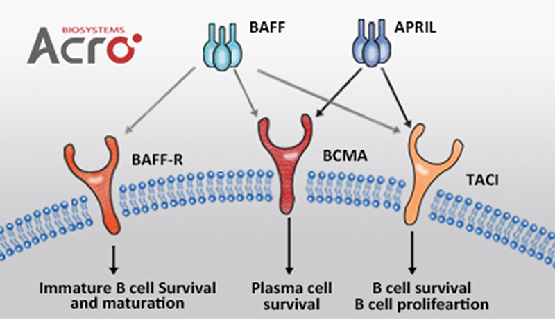 B细胞成熟抗原