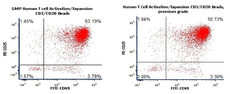 Activation of the purified human T Cells