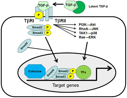 TGF-β与其受体TGF-βR1和TGF-βR2的信号通路1