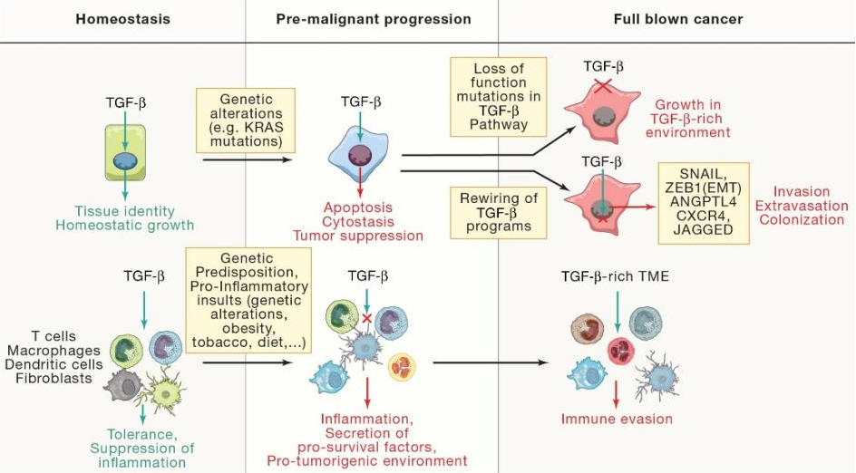 TGF-β 信号传导的肿瘤抑制和肿瘤促进功能3