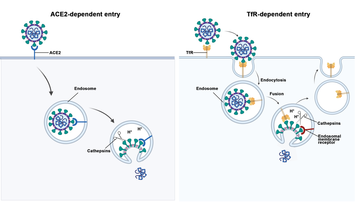 介导SARS-CoV-2进入细胞的两种机制：ACE2介导和Transferrin-R介导